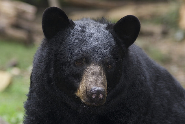 Ursus americanus - American black bear