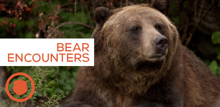 Part 2 of Bear Safety: What to Do During a Bear Encounter