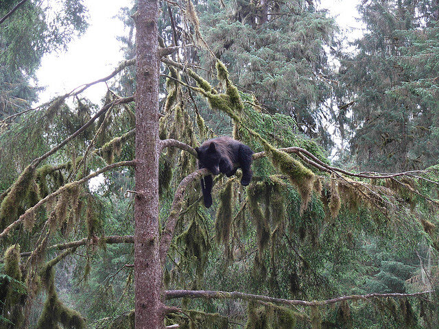 black bear in a tree