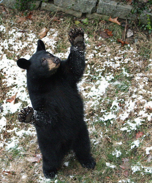 black bear standing up