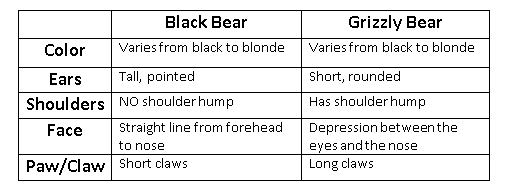 black bear vs. grizzly bear - comparison chart