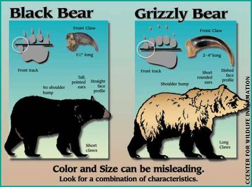 black bear vs. grizzly bear