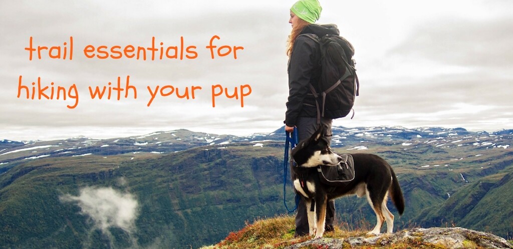 Dog Hiking Gear: Trail Essentials for Your Pup