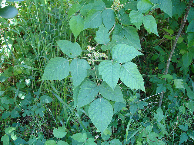 flowering Poison ivy