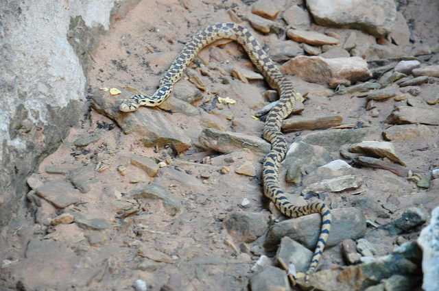 snake on trail