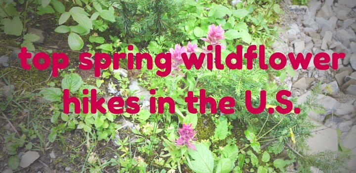 15 Spring Wildflower Hikes to Do in the United States