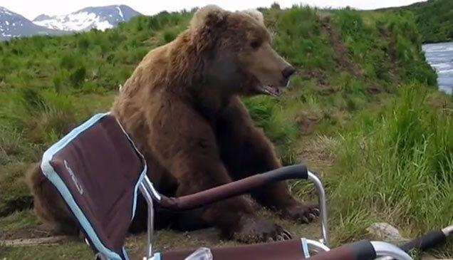 Amazing Encounter with an Alaskan Brown Bear