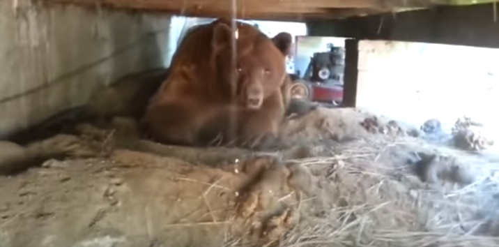 Close with a Huge Brown Bear under a Backyard Deck