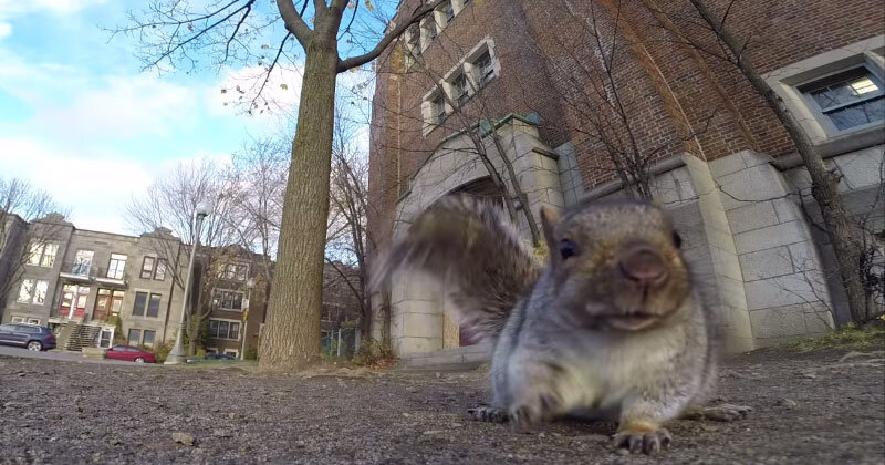 Squirrel nabs GoPro and carries it up a tree: video